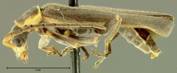 Media type: image;   Entomology 24182 Aspect: habitus lateral view